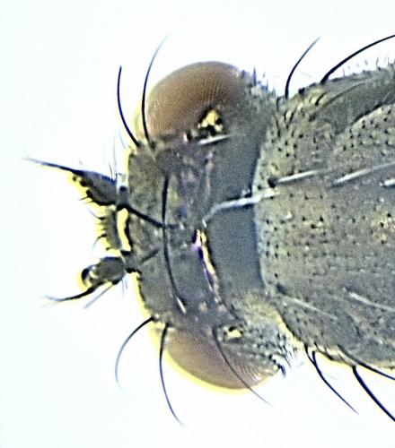 Réf. 330 241 : Setacera micans